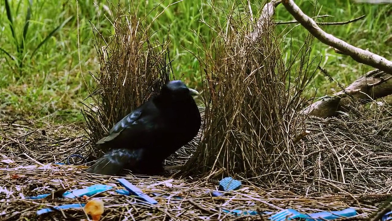 Verrückter Planet Staffel 1 Folge 3 HD Deutsch