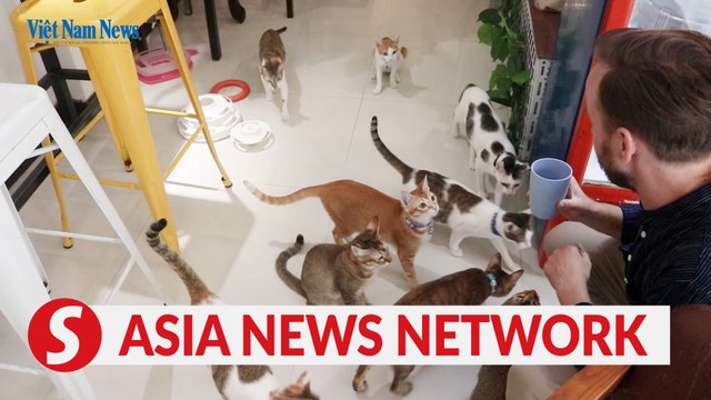 Vietnam News | Expat-owned cafe helps with stray cat adoption