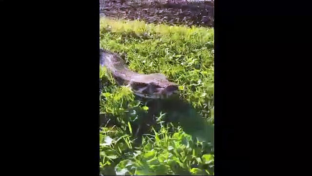 Snake 