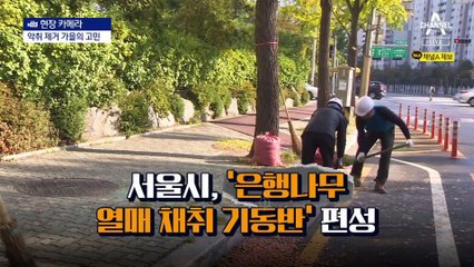 [현장 카메라]털고 뽑고…은행나무 기동반이 떴다