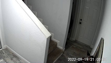 Sphynx Cat Climbing Up Picture Falls Back Off Wall