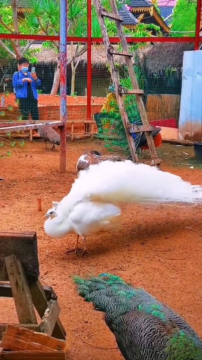 I'm a big kid now - animals transformation baby to adult animals