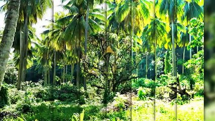 A vendre Terrain constructilble sur Papara