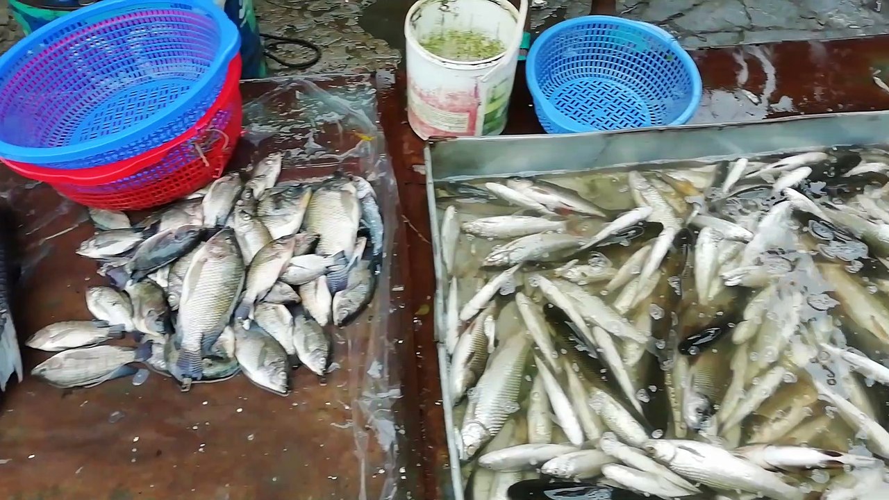 How to Capture Beautiful Fish Video | fish catching  | fish market | Fishing