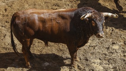 Sorteo Sevilla 25 de septiembre de 2022