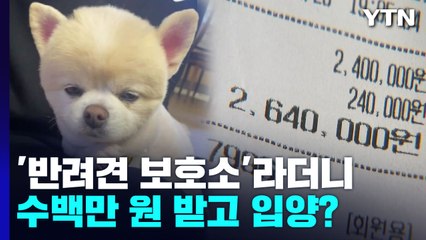 '반려견 보호소'라더니...수백만 원 받고 바로 입양? / YTN