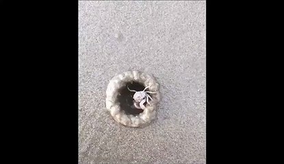 Un crabe construit sa  maison de sable en quelques secondes