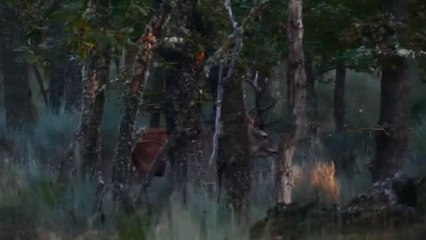 La berrea pone la banda sonora al mes de octubre