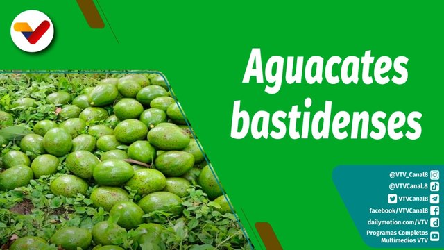 Cultivando Patria | Producción de aguacates en Yaracuy crece en un 73%