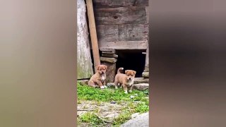 Funny Animals Videos2022 -Funniest Cats And Dogs Videos