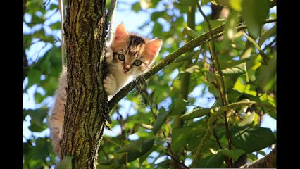 World most beautiful cats in the world