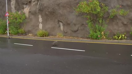 Un centenar de incidencias en Tenerife a consecuencia de la depresión tropical Hermine