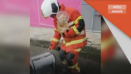 Kebakaran | Kedai haiwan terbakar, 10 kucing, anjing diselamatkan