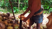 Manually Coconut  husk  peeling