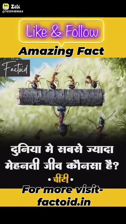 Amazing Fact