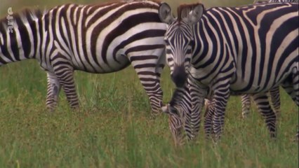 Curiosités animales - Le zèbre et le papillon