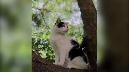Funniest Animal Videos 2022 - Cute Cats & dogs Video Compilation # 4 || Awful Funny Animals