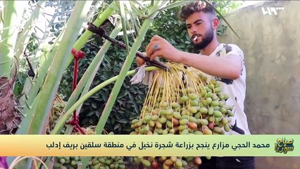شاب سوري ينجح بزراعة شجرة نخيل في مدينة سلقين بريف إدلب