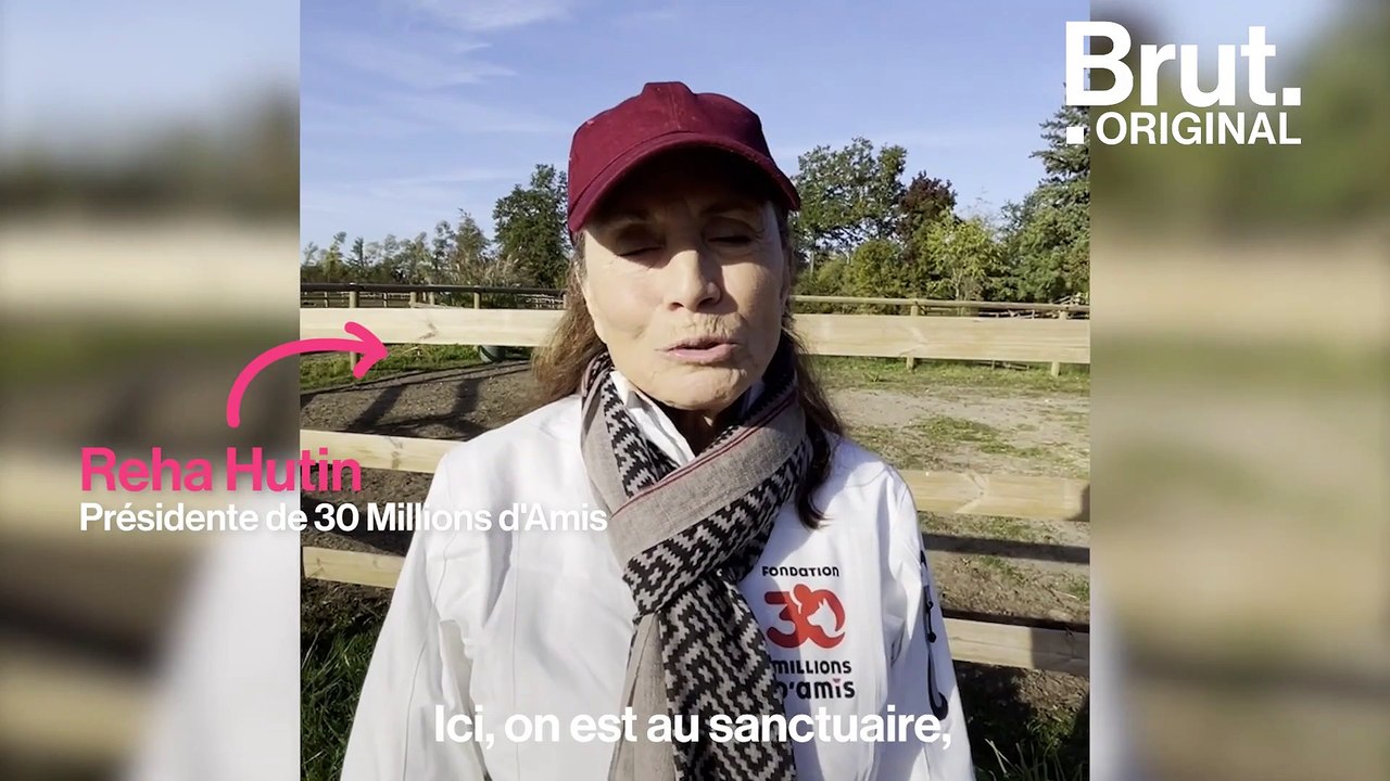 Ce sanctuaire accueille des centaines d'équidés maltraités