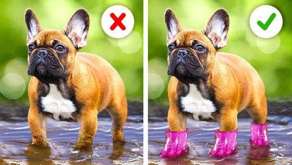 CUTEST GADGETS AND SMART HACKS FOR YOUR PETS