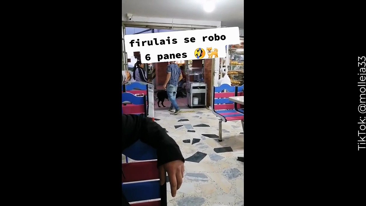 Perrito se vuelve viral por entrar a una panadería y robarse seis panes