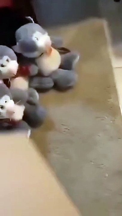 Funny_Animal_Videos_2022__Best_Dogs_And_Cats_Videos__#_8(360p)
