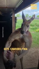 ¿Un canguro con músculos de boxeador?