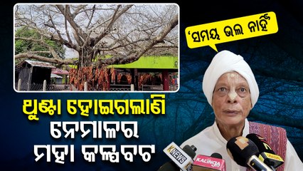 Special Story | Early falling of tree leaves at Achyutananda Peeth worries devotees