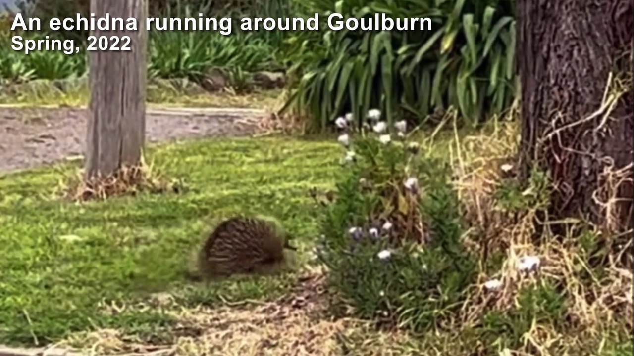 Echidna - September 26, 2022 - Goulburn Post