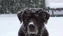 So cute and beautiful black icey dog