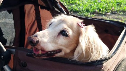So cute and beautiful white dog