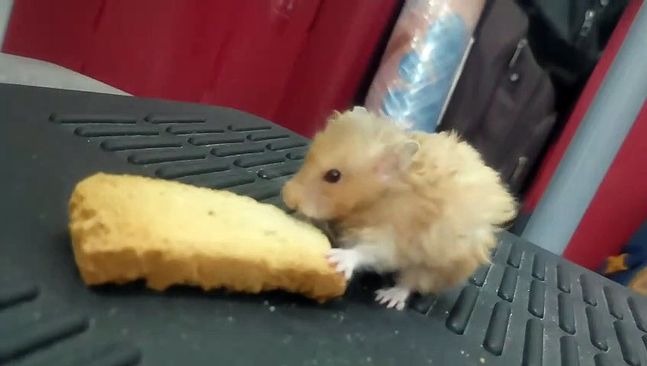 My Hamster Fighting Over Rusk
