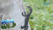 Born moments: Resting monitor lizard surrounded with ants | Born to be Wild