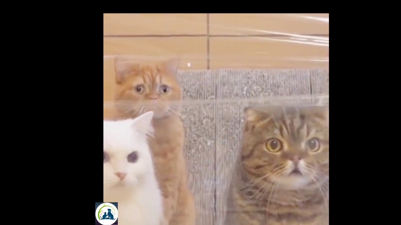 Baby Cate funny video  Animal funny Cate video Animal Hob