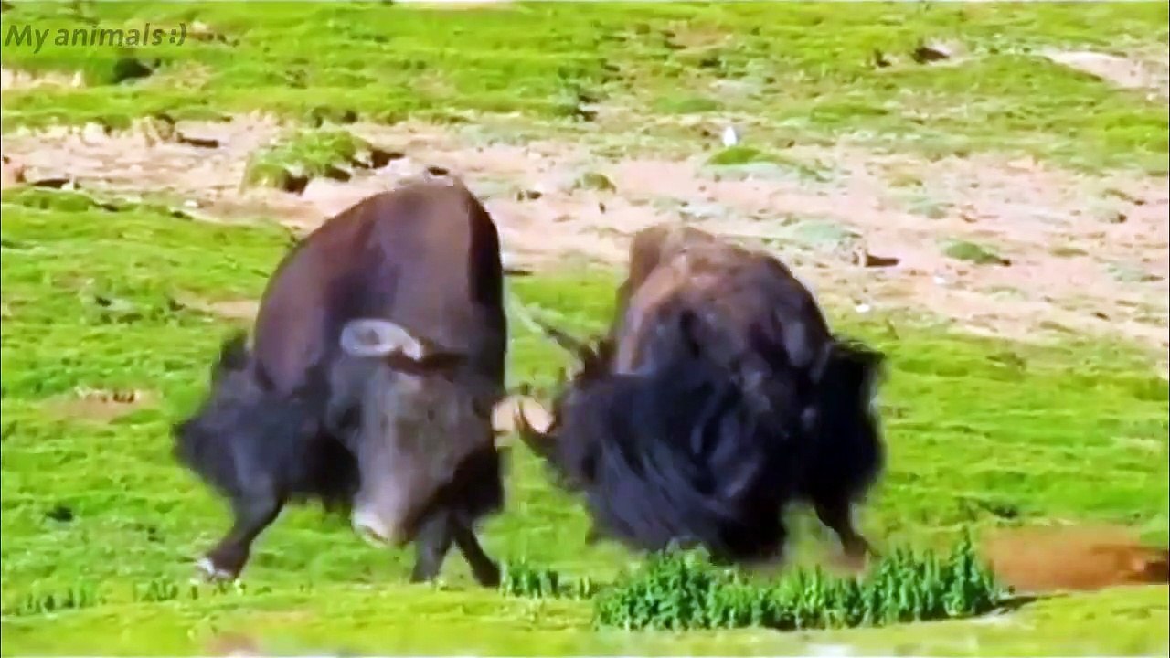The King Yaks fighting Animals fight