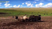 Yaks fight for territory full video!   animals fighting #yaks