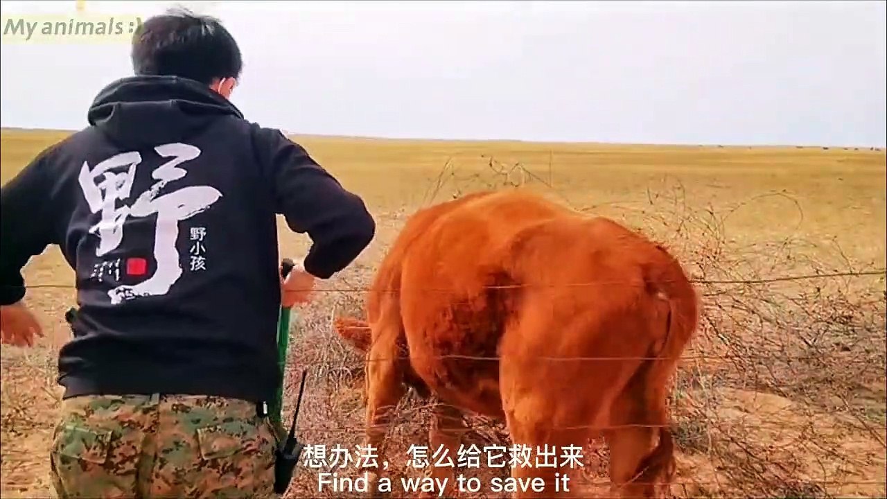 Animal cattle asking humans for help!