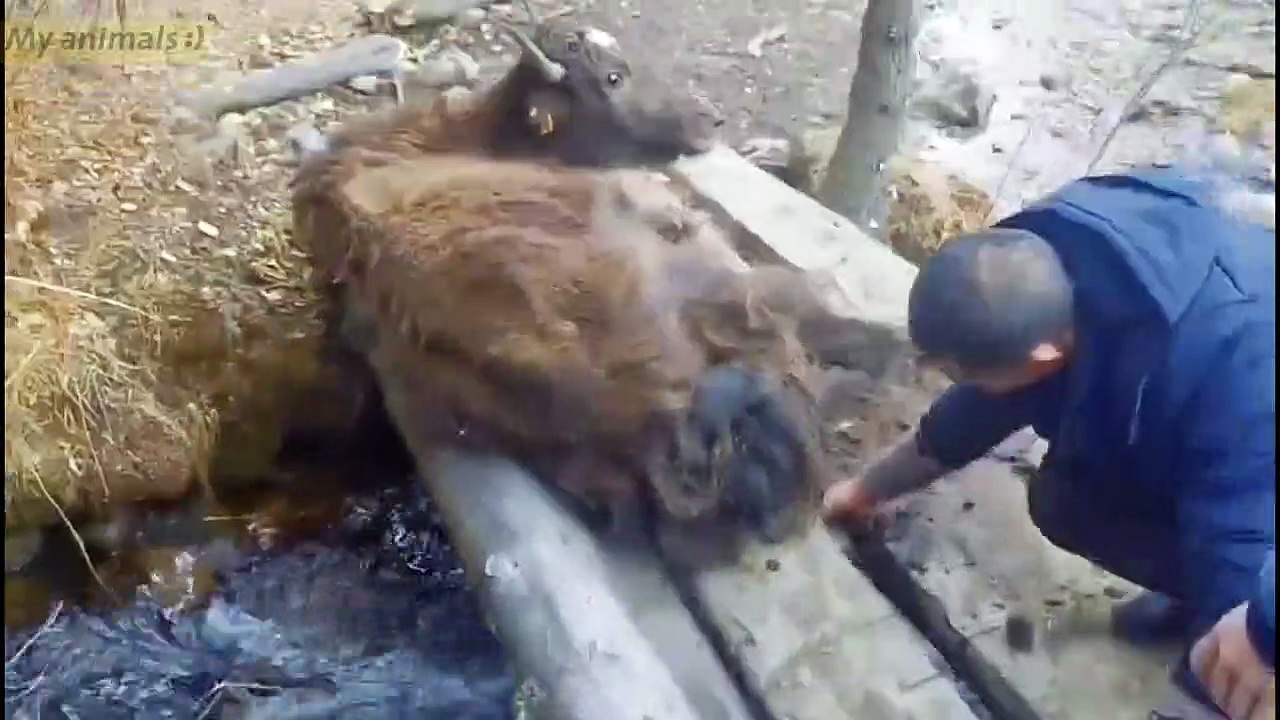The lost yak ask for help