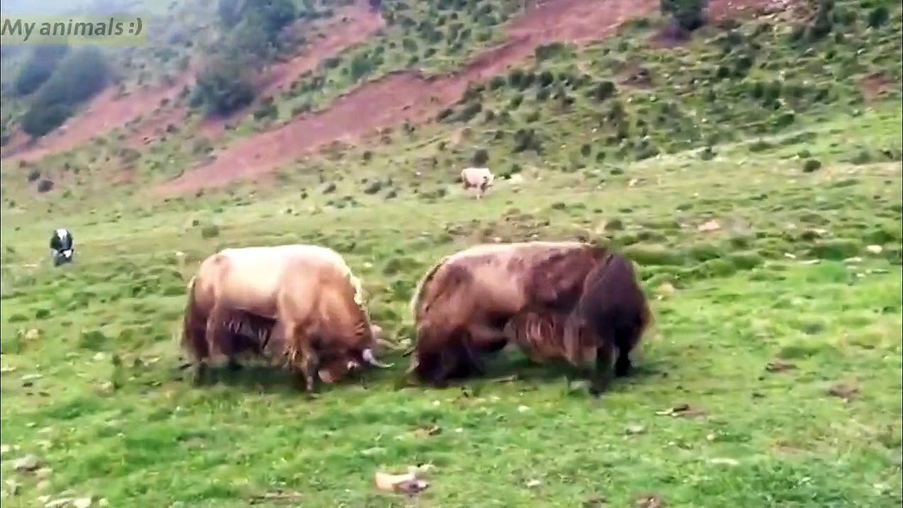 Crazy Yaks fightingAnimals fighting (3)