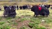 Yaks fighting 6 Minutes full video!Animals fighting #yaks