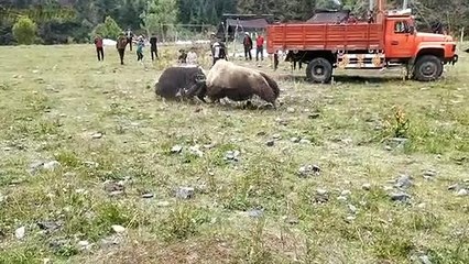 TWO YAKS ARE FIGHTING,AmazingAnimals fighting