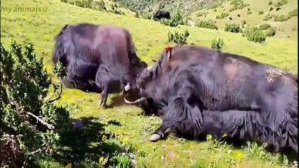 Wow Big Yaks Fighting !!!!!!