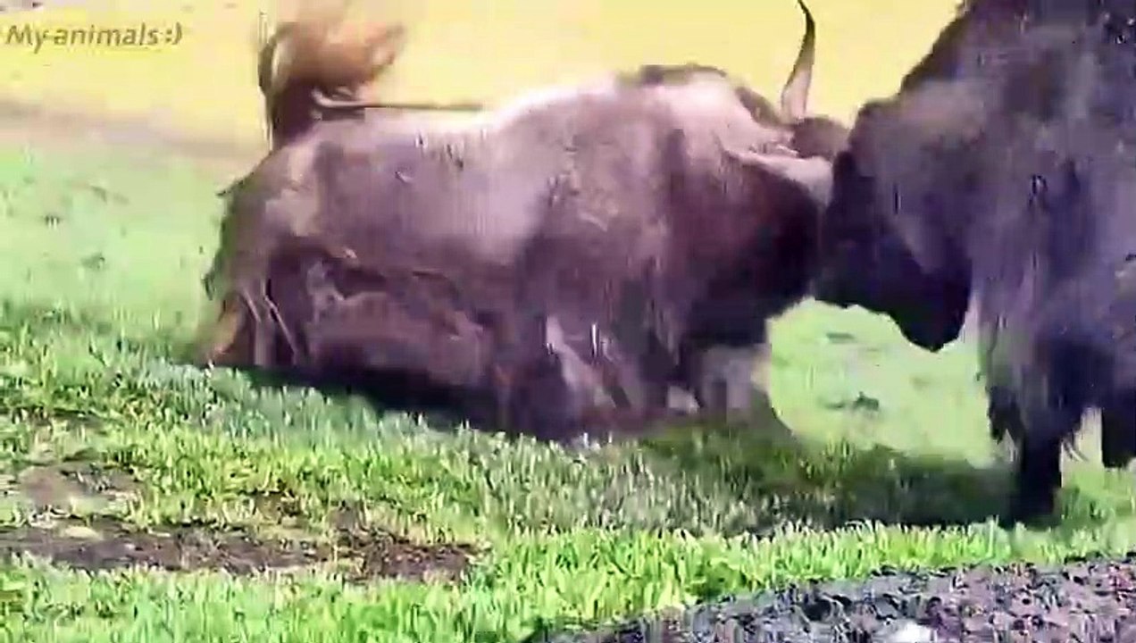 Yaks Fighting Crazy Moment!Animals fighting#yaks