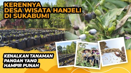 Kerennya Desa Wisata Hanjeli di Sukabumi, Kenalkan Tanaman Pangan yang Hampir Punah