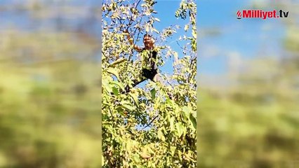 Ağaçtan düşüp hastanelik oldu! İşte Sinan Özen'in son durumu