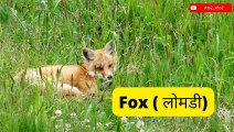 Animals Name ( जानवरो के नाम )with videos Animals videos for kids _Phonics Toddlers_ AtoZ_AtoZ #kids