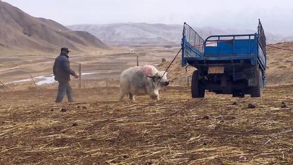 How Tibet people help yaks get out of snowy areas #yaks