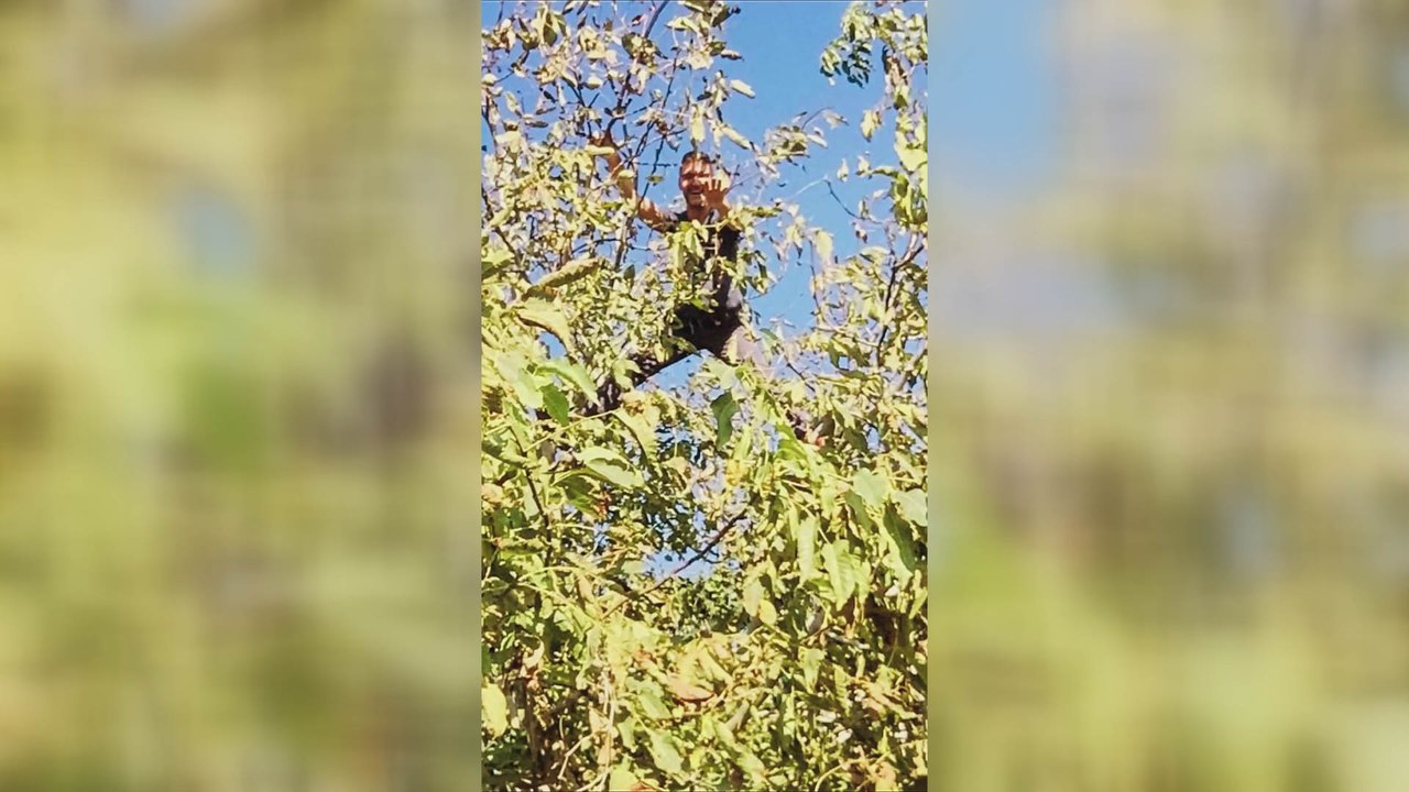 Sinan Özen ceviz toplarken hastanelik oldu