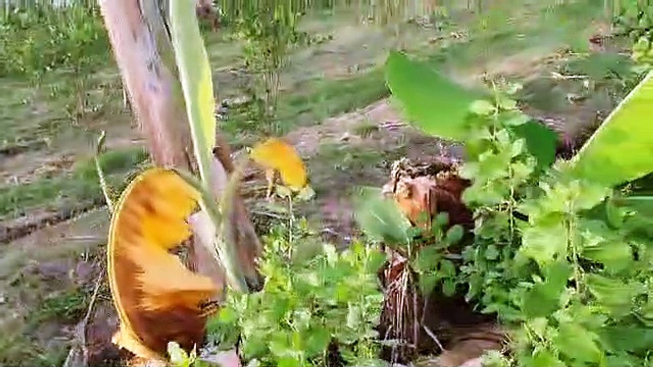 kebun durian untuk masa depan