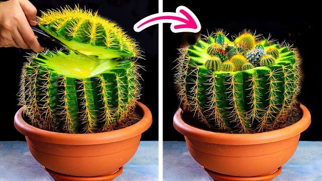 ASTUCES POUR LES PLANTES POUR L'ÉTÉ __ FAIS POUSSER TES PROPRES PLANTES À LA MAISON